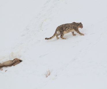 Male Snowleopard