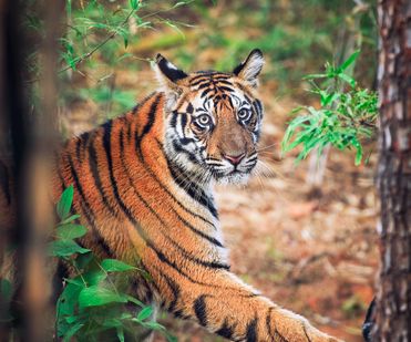 Female tigress