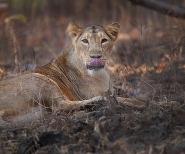 The Asiatic lioness