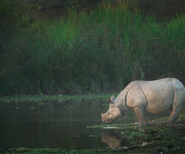 The greater one-horned rhinocero
