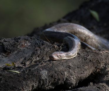 Indian rock python