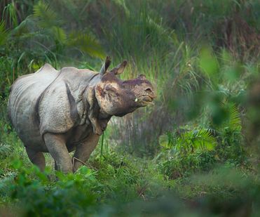 The greater one-horned rhinocero