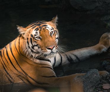 Male tiger