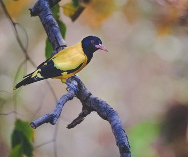Black-hoded Oriole