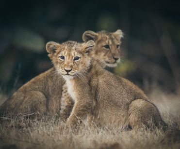 Asiatic lioness cubs